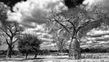 Tsavo (KE) 2021. 06.