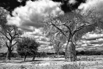 Tsavo (KE) 2021. 06.