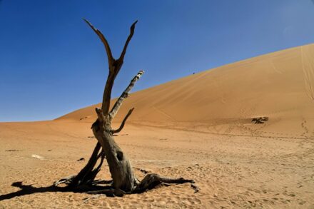 Deadvlie, Sossusvlei sivatag (NA) 2021. 11.