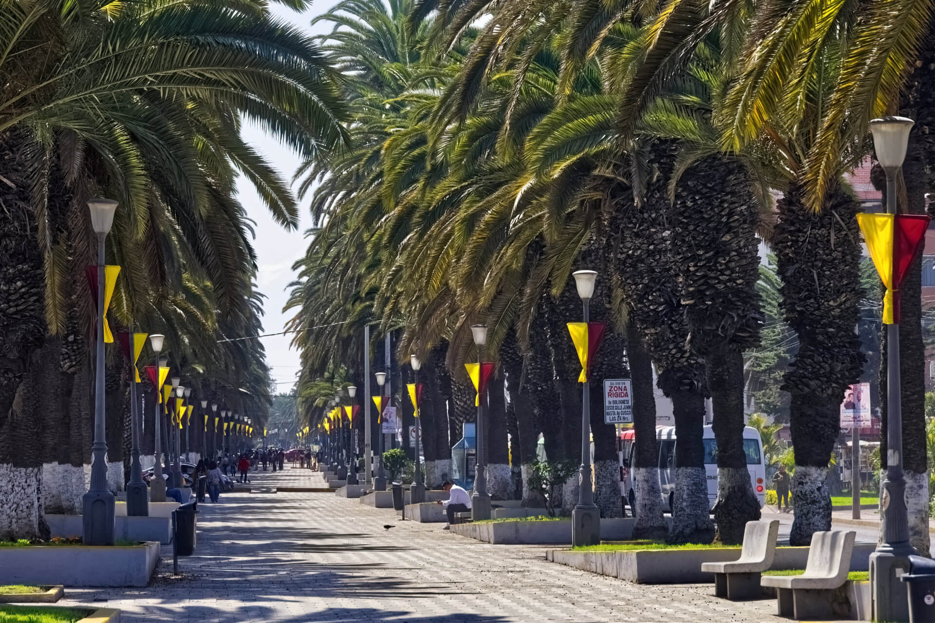 Az Alameda Bolonesi pálmasora, Tacna (PE) 2026. 08.