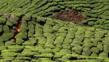 Cameron Highlands, Pahang (MY) 2018. 03.