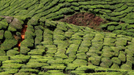 Cameron Highlands, Pahang (MY) 2018. 03.