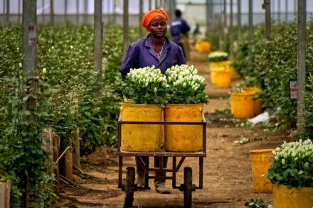 Aquila Farm, Navasha (KE) 2023. 02.