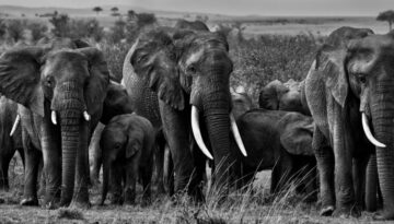 Elefántcsorda, Maasai Mara (KE) 2022. 07.