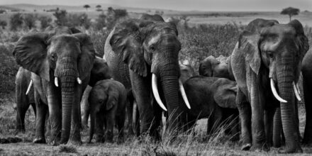 Elefántcsorda, Maasai Mara (KE) 2022. 07.